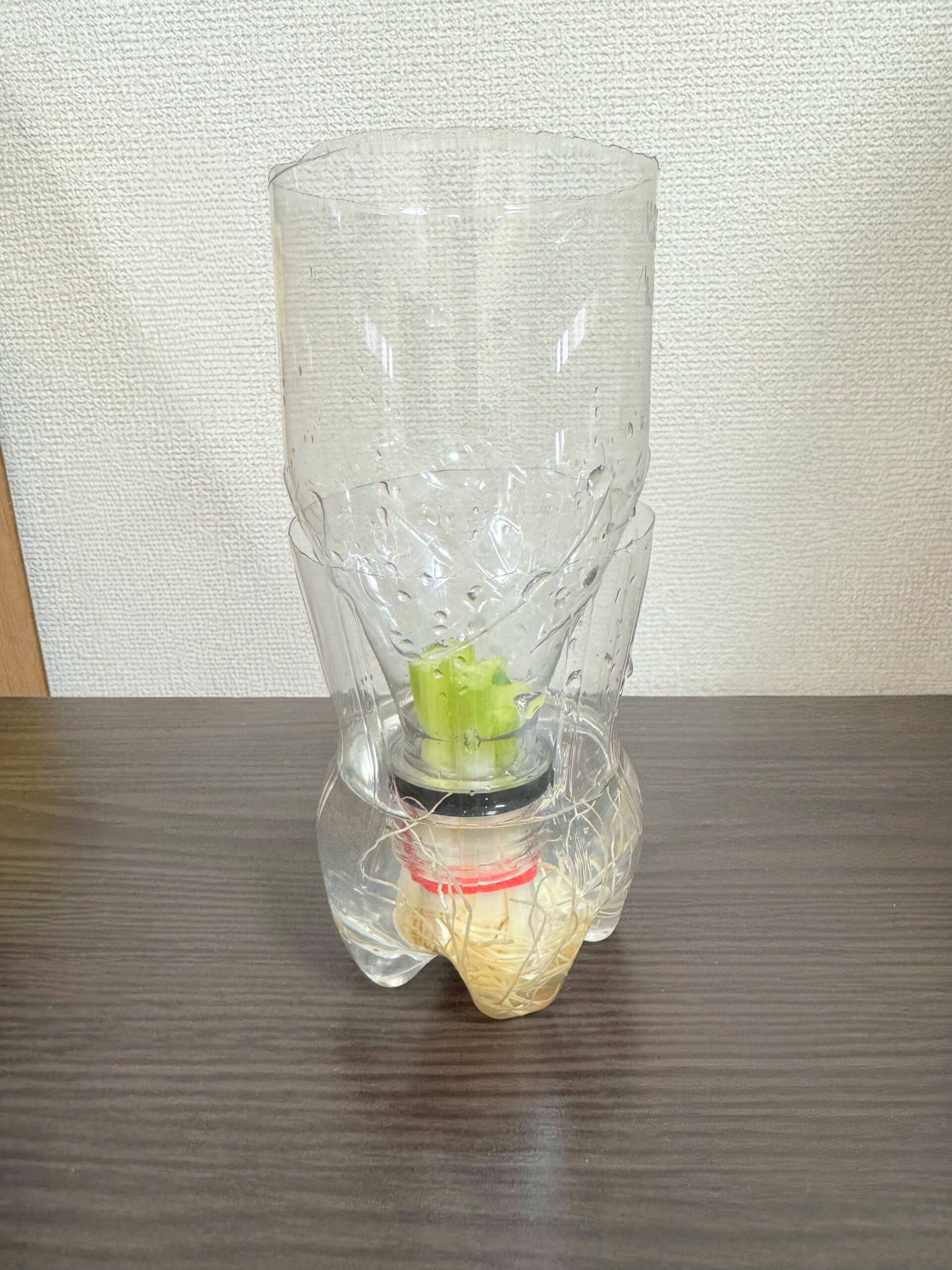 初日のねぎの様子