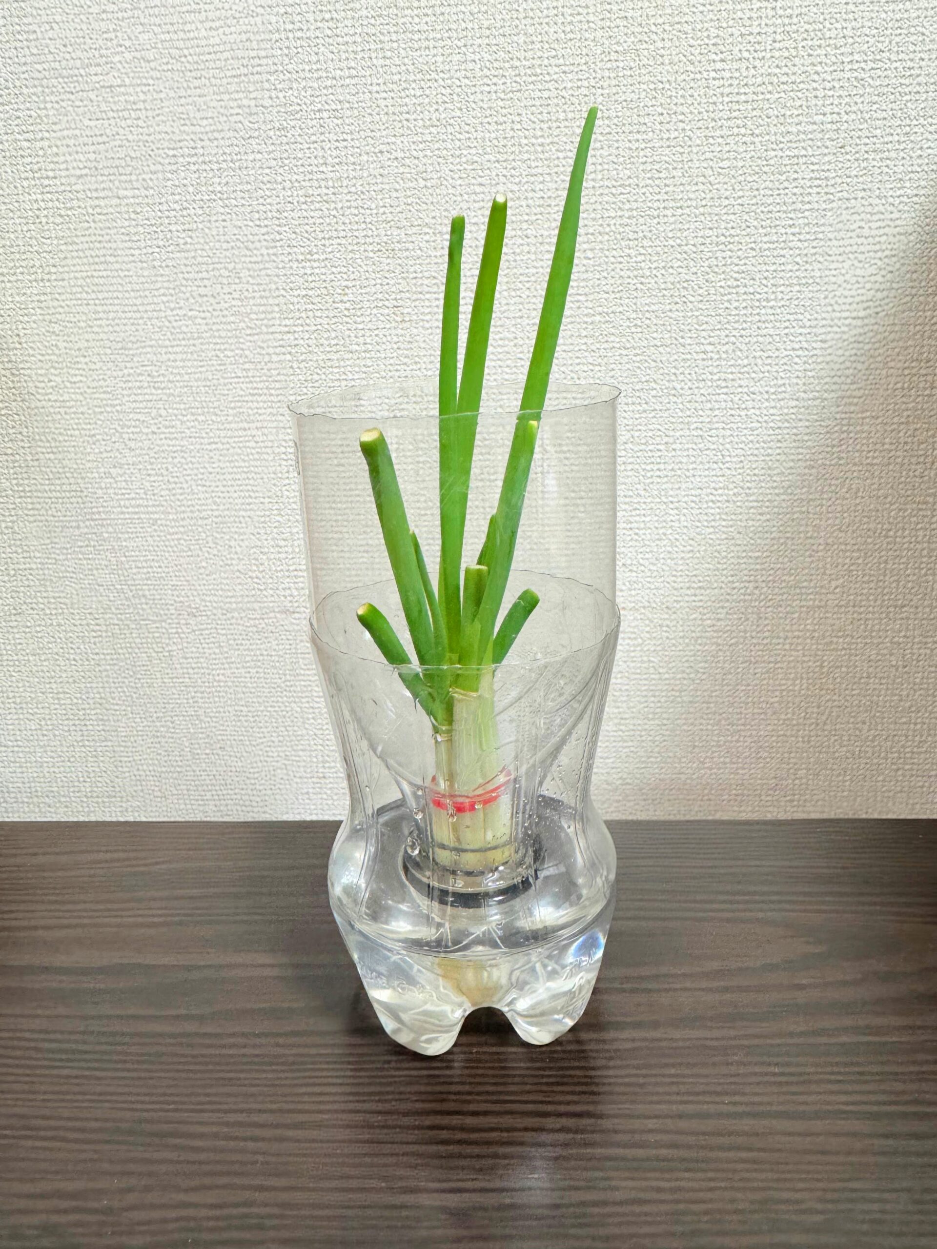 一週間後のねぎの様子
