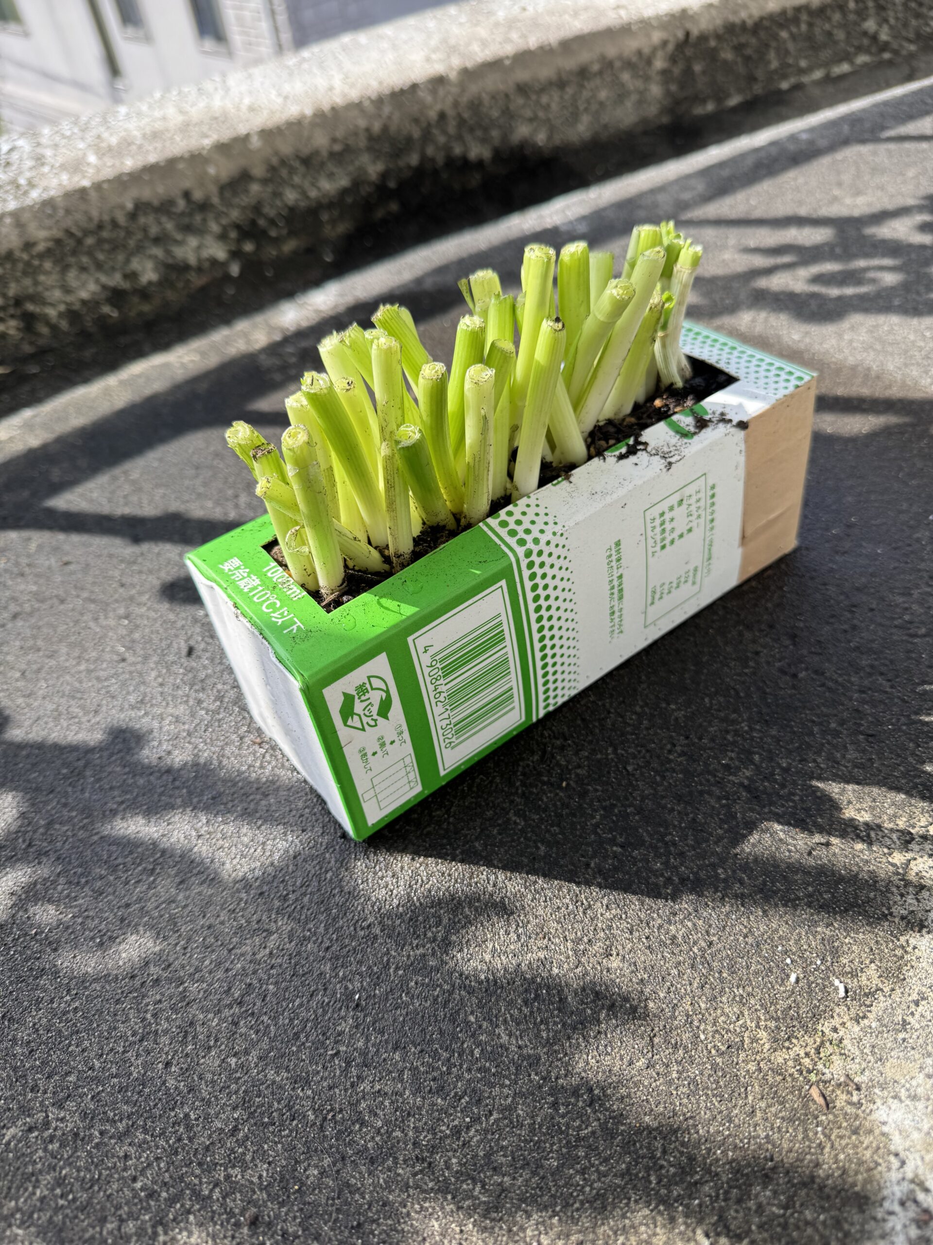 土に植えたねぎ