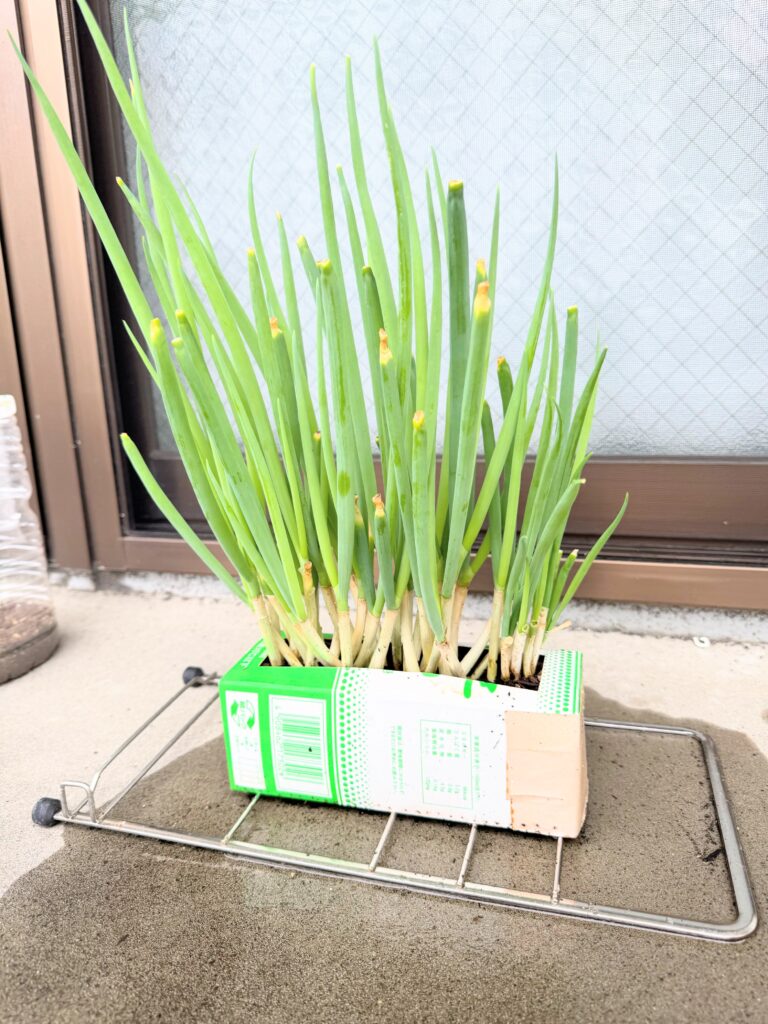 成長したねぎの写真